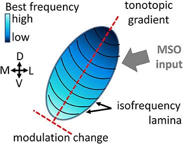 Neural and Response Correlations to Complex Natural Sounds in the Auditory Midbrain